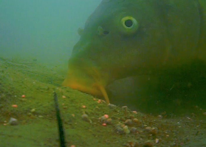 Caméra sous-marine Waterwolf Underwater Fishing Camera 2.0 1080k