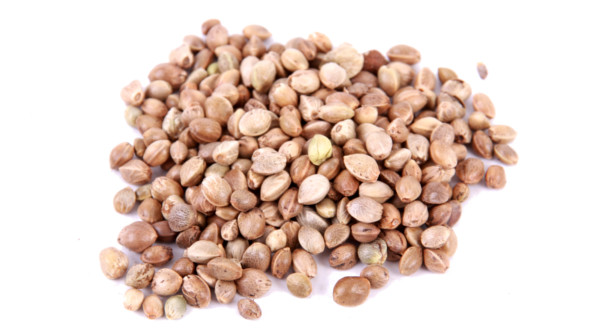 5 kg graines à préparer (choix entre 3 options) - Hemp Seed