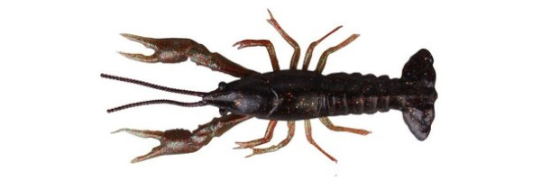 Savage Gear LB 3D Crayfish 8 cm 4 gr F 4 pcs - Black Brown